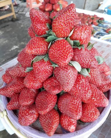 Kebun Strawberry