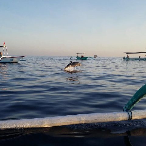 Lumba lumba pantai lovina