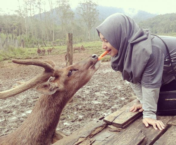 Petulangan Seru Bersama Rusa Di Ranca  Upas  angkutkoper com