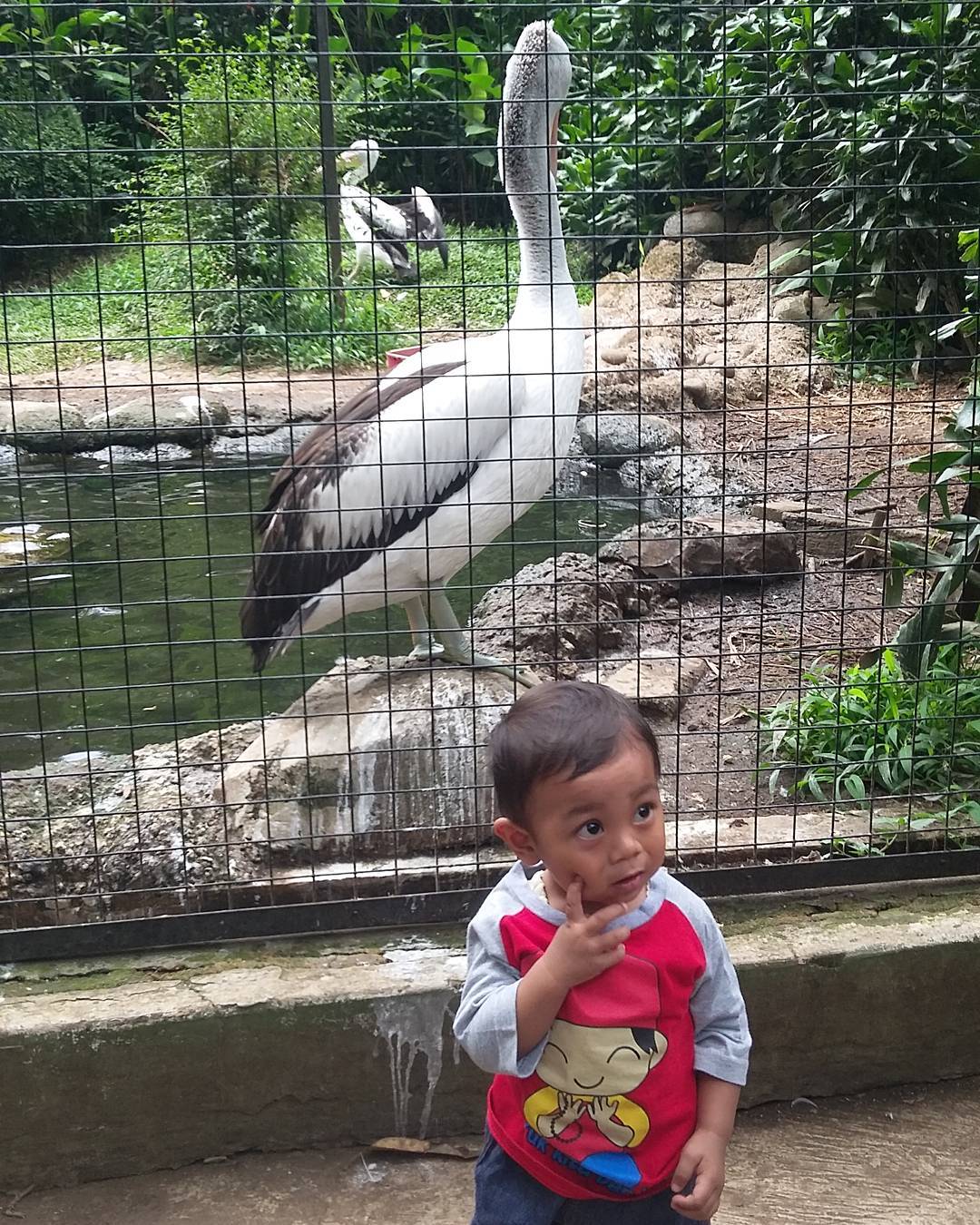 Burung kebun binatang bandung