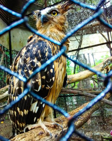 Elang kebun binatang bandung