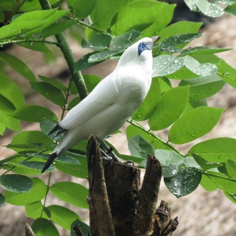 Burung jalak bali putih