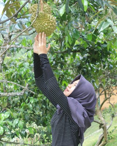 Durian warso farm