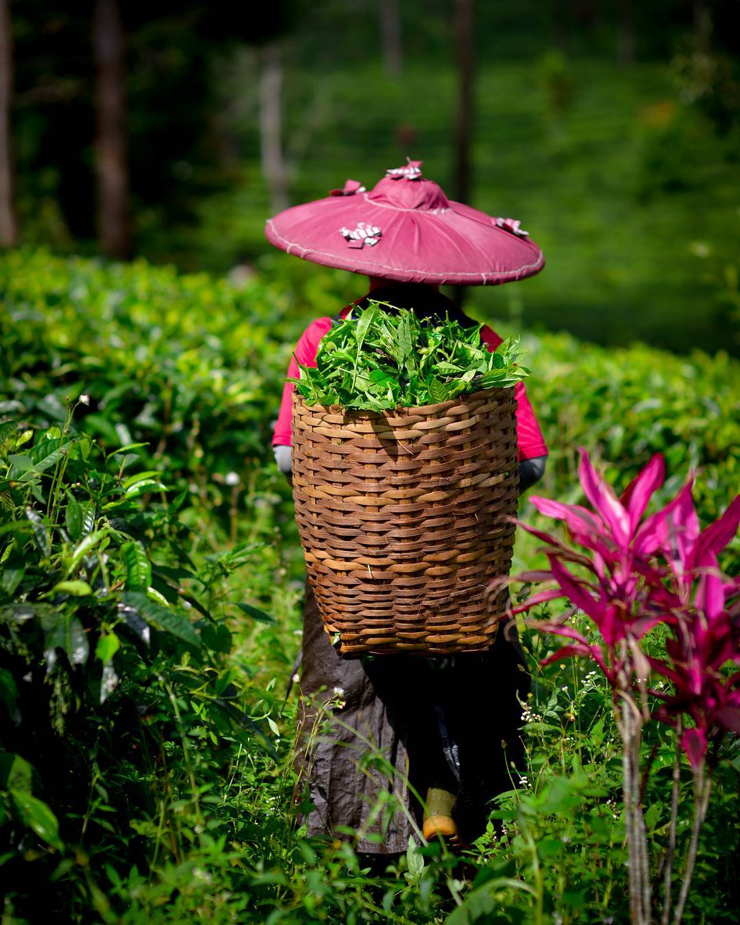 agro wisata gunung mas