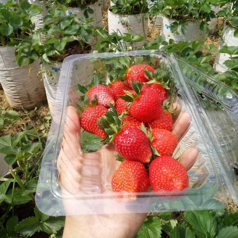 kebun strawberry ciwidey